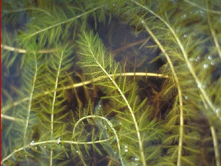 Le myriophylle en épi, un danger pour le lac