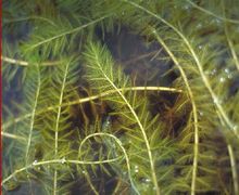 Le myriophylle en épi, un danger pour le lac