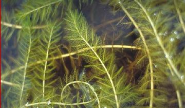 Le myriophylle en épi, un danger pour le lac