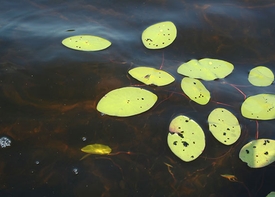 Photo comité de l'eau