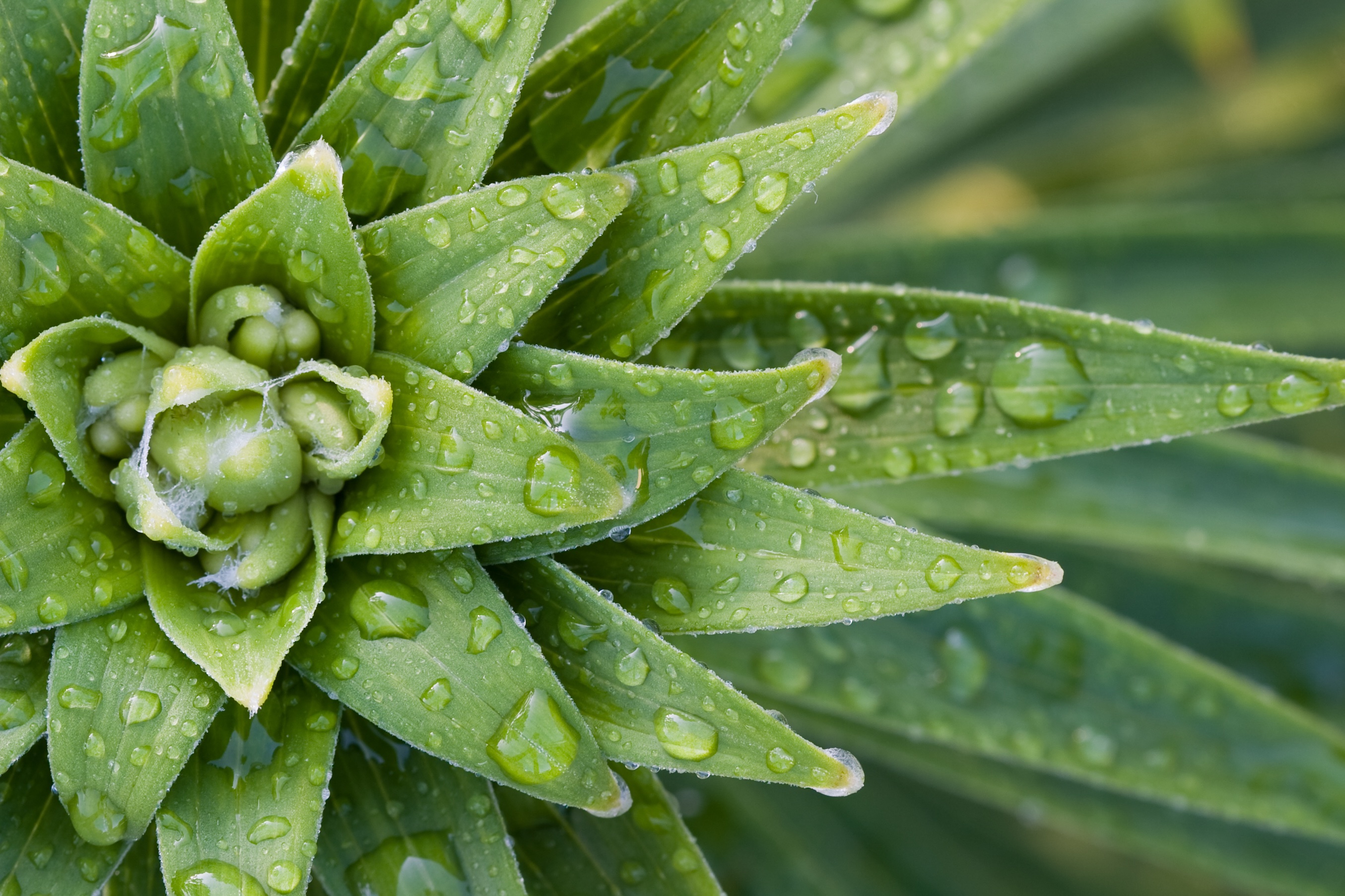 Des arbustes et plants pour vous!